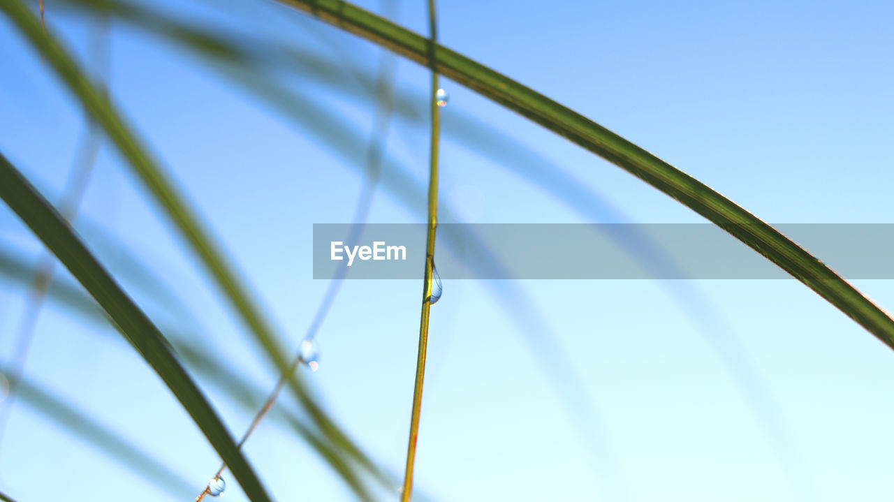 Low angle view of plants against clear blue sky