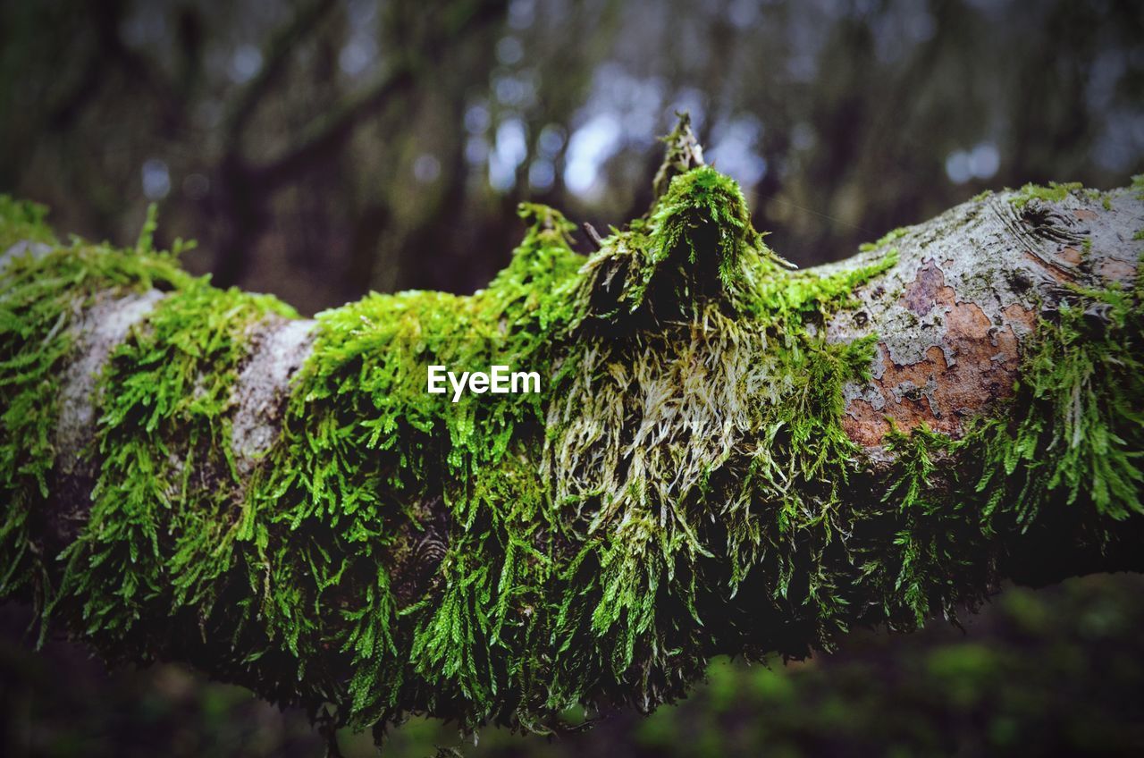 Close-up of ivy growing on tree in forest