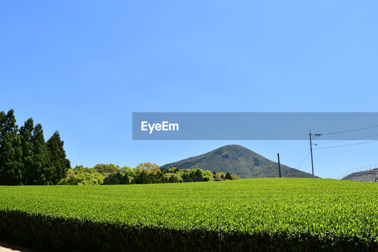 Scenic view of field against clear blue sky