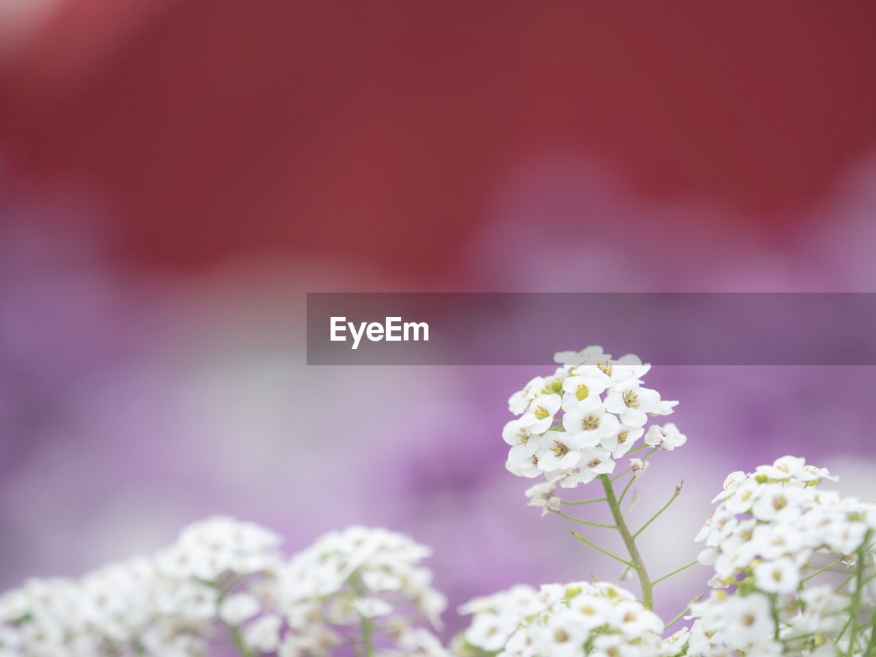 CLOSE-UP OF WHITE FLOWER