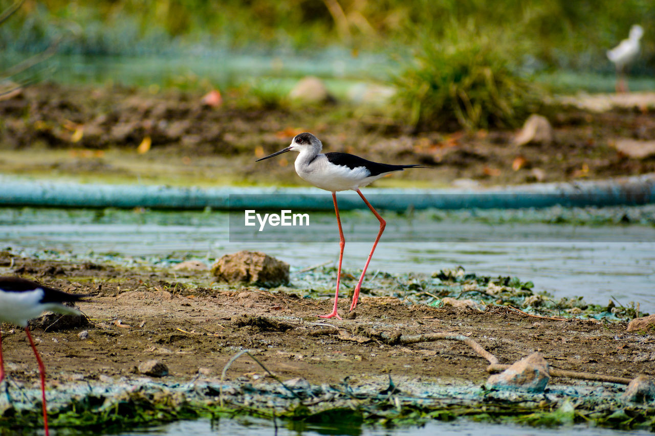 BIRD PERCHING ON A WOOD IN THE LAKE