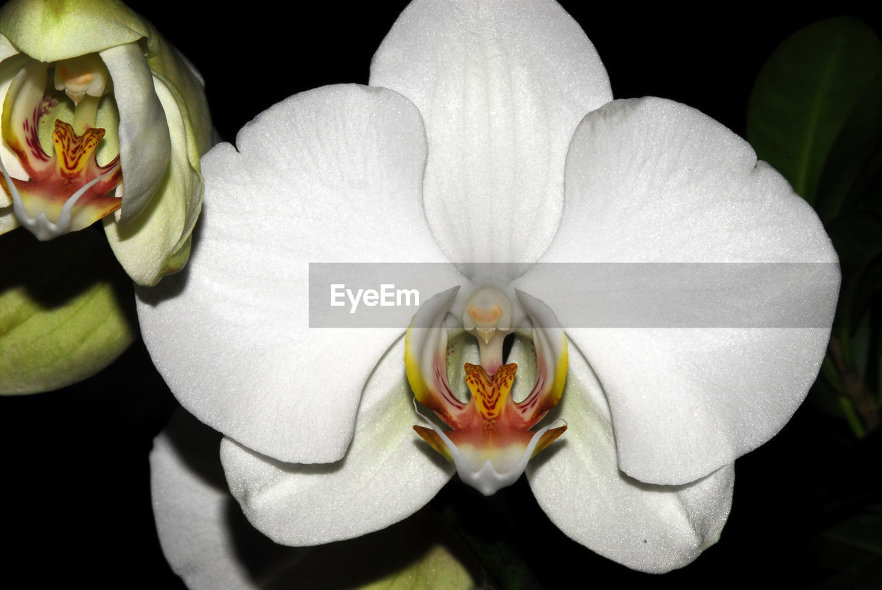 Close-up of white orchid growing on field