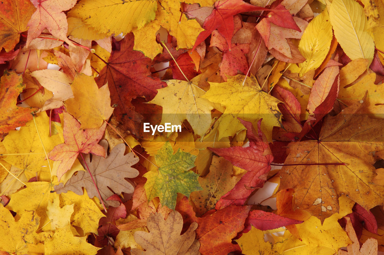 HIGH ANGLE VIEW OF YELLOW MAPLE LEAVES