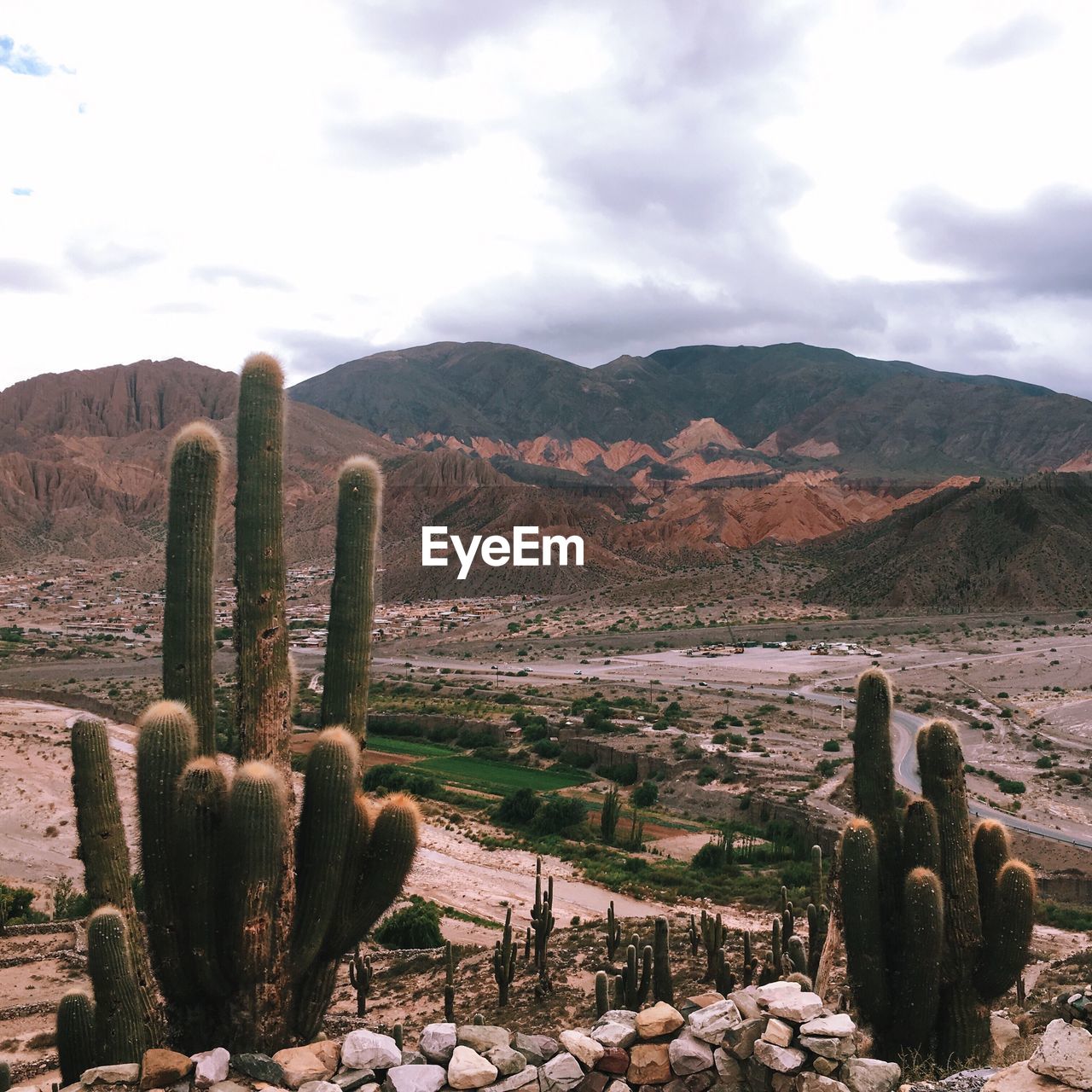 CACTUS GROWING ON LAND AGAINST SKY