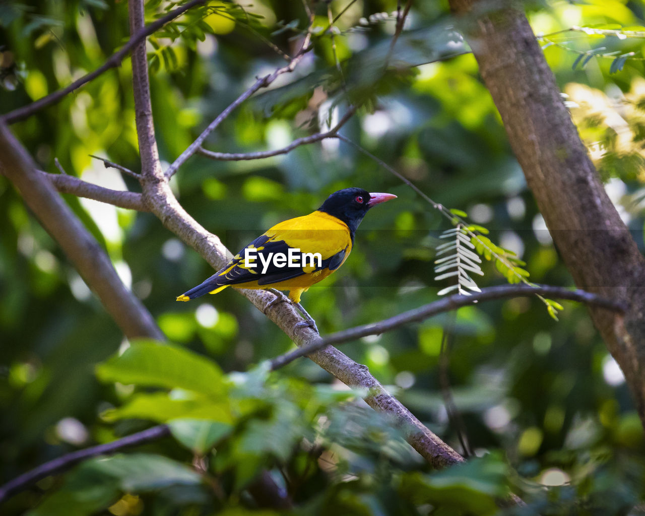 LOW ANGLE VIEW OF A BIRD PERCHING ON TREE