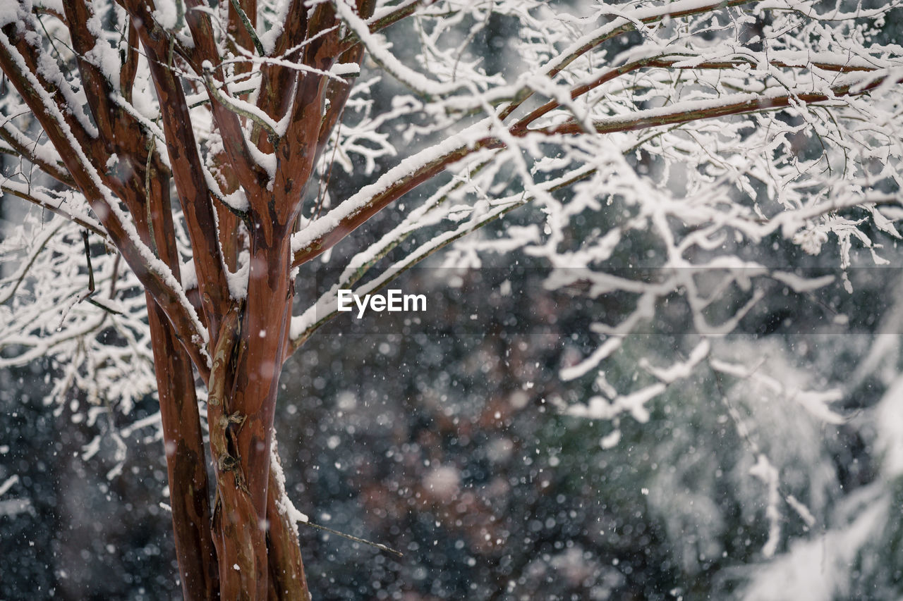 Close-up of snow on bare tree