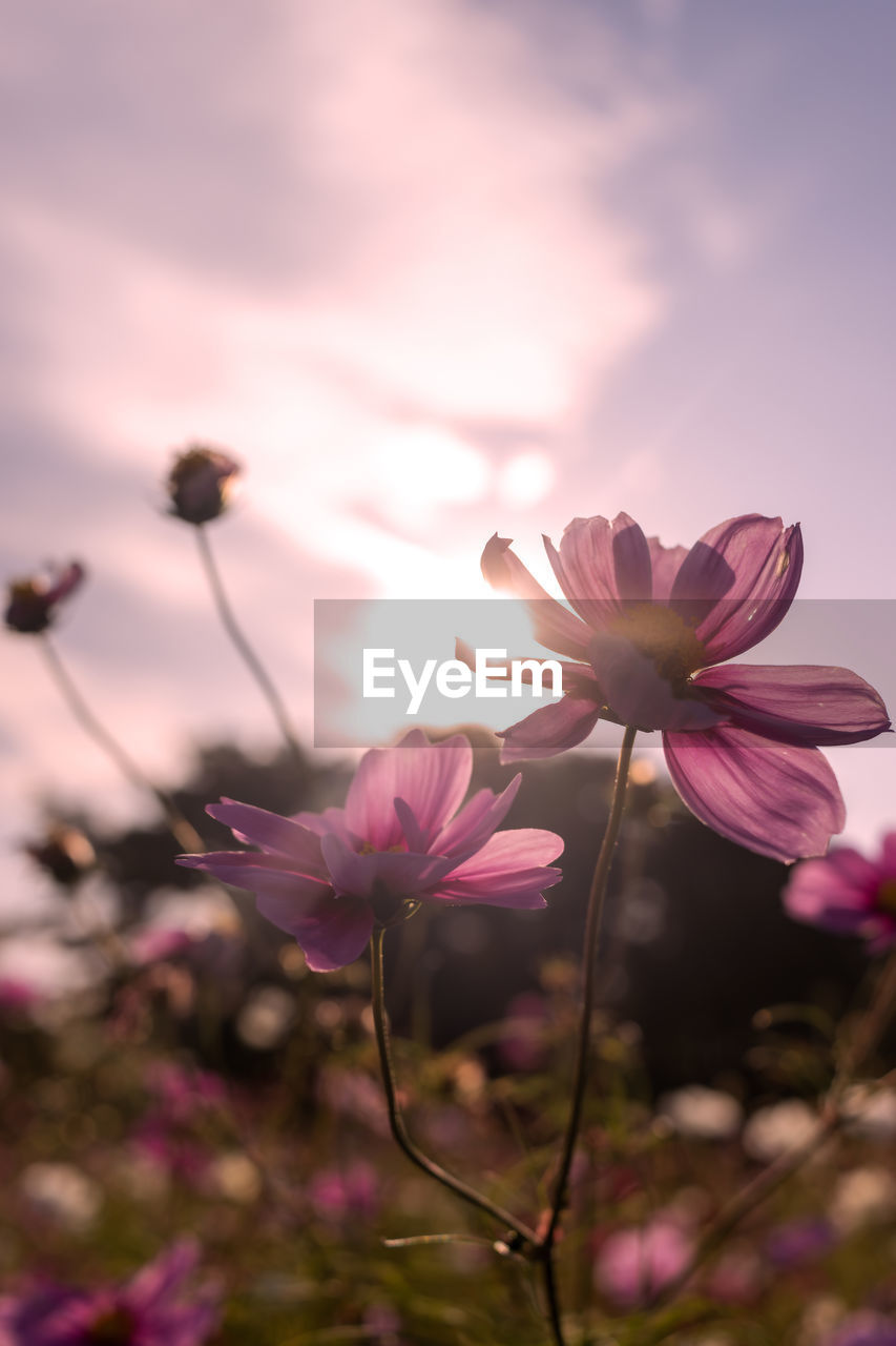 flower, flowering plant, plant, beauty in nature, freshness, pink, nature, blossom, sky, petal, fragility, close-up, garden cosmos, sunset, macro photography, flower head, cloud, no people, springtime, growth, inflorescence, focus on foreground, outdoors, purple, cosmos, selective focus, magenta, wildflower, sunlight, multi colored, environment, botany, plant stem, tranquility, summer, landscape, tree, pastel colored, dusk