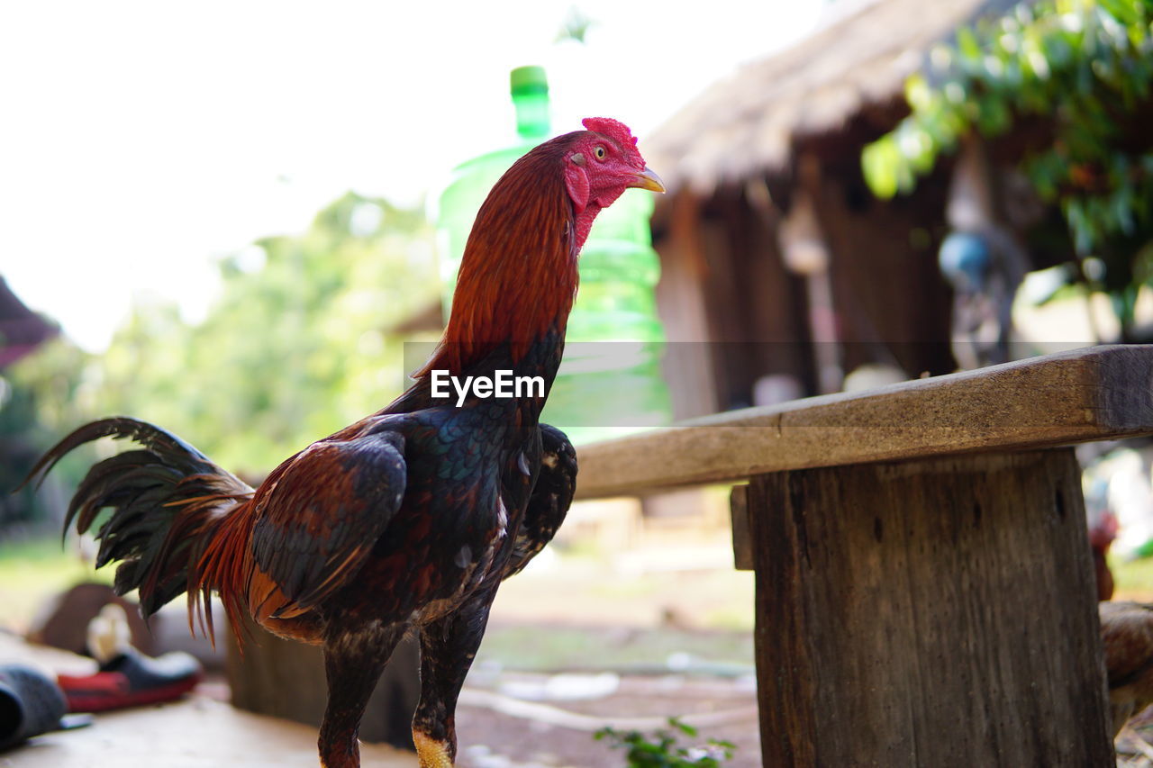 CLOSE-UP OF ROOSTER ON WOODEN POST