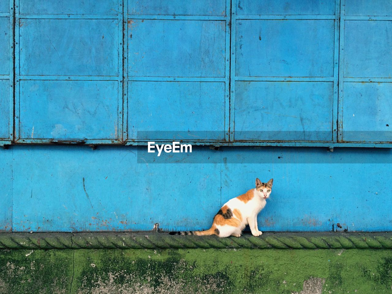 Side view portrait of cat sitting by blue wall