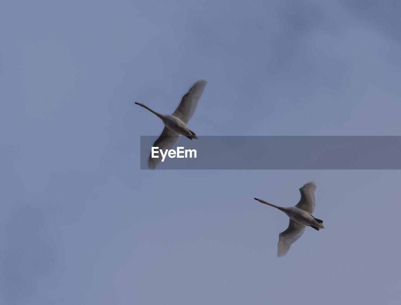 LOW ANGLE VIEW OF SEAGULLS IN FLIGHT