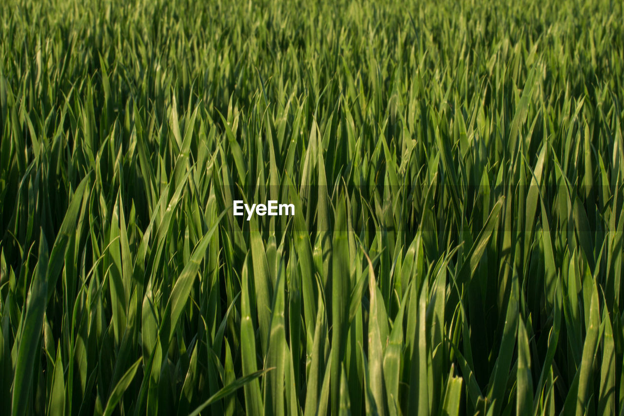 FULL FRAME SHOT OF WHEAT PLANTS GROWING ON FIELD