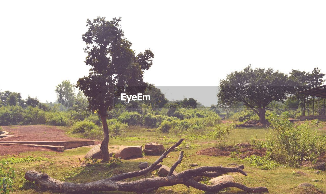 SCENIC VIEW OF TREES ON FIELD AGAINST SKY