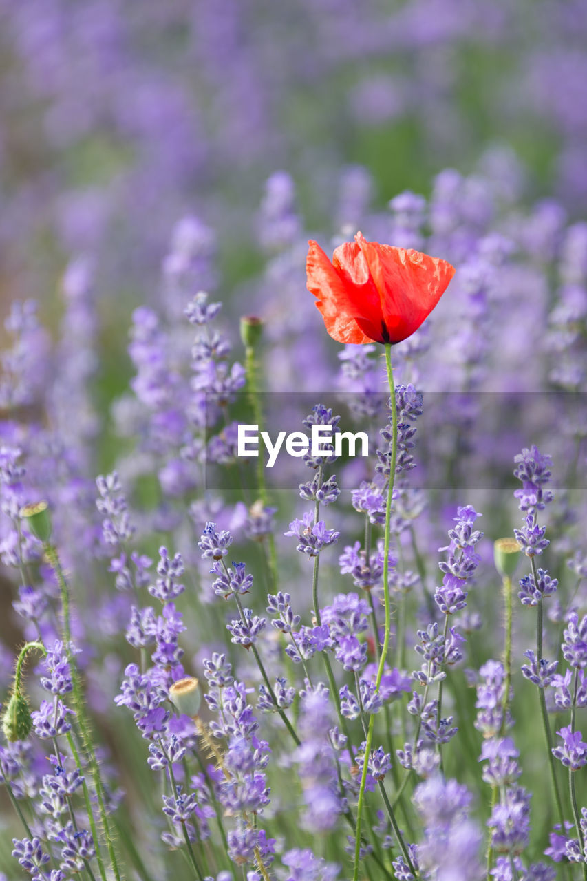 Close-up of purple flowering plant on field