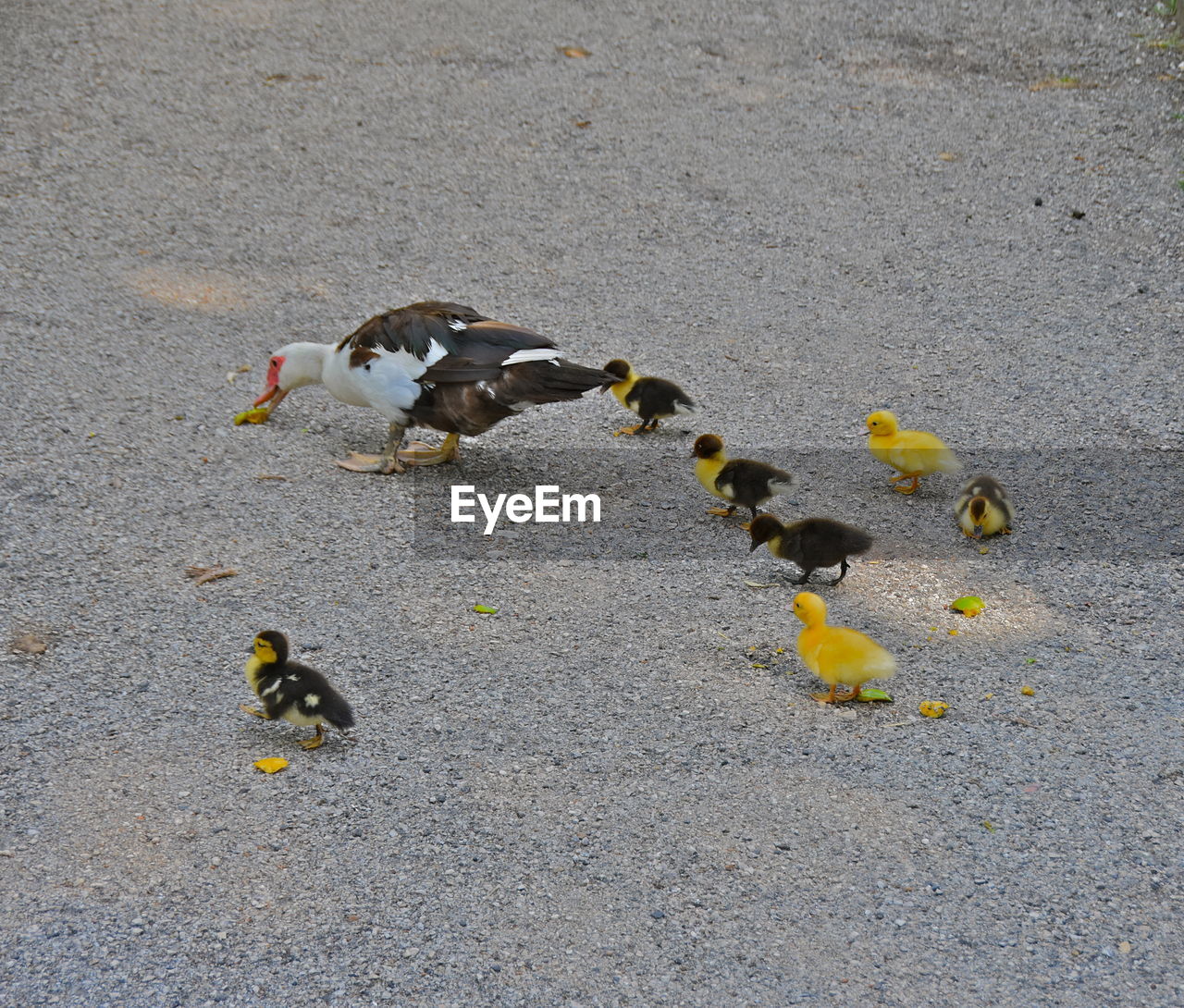 HIGH ANGLE VIEW OF BIRDS ON THE SAND