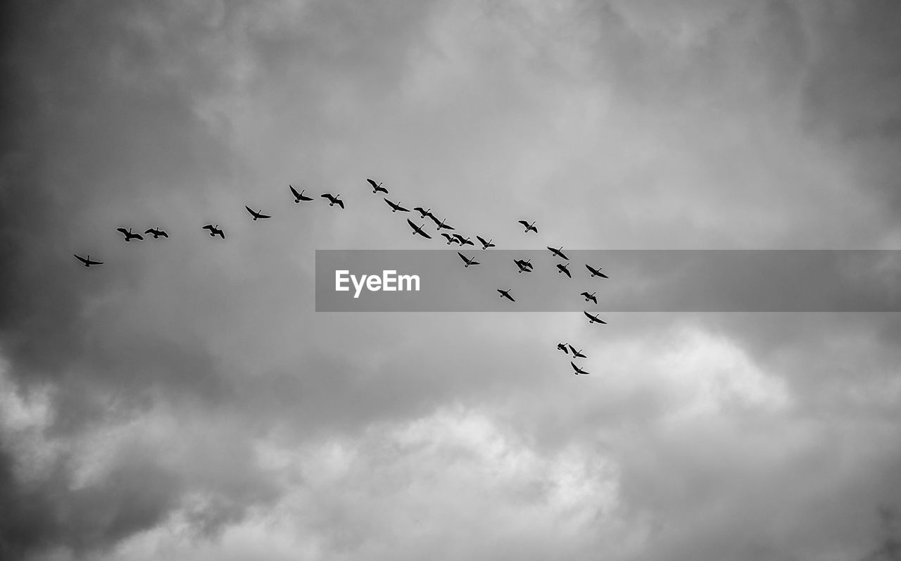 Low angle view of birds flying against cloudy sky