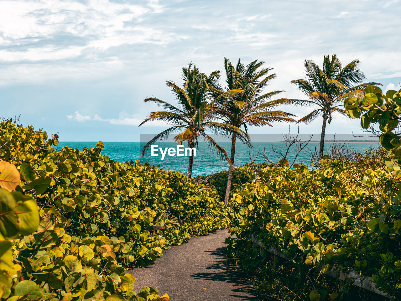 Peaceful tropical coast walkway with nice views in the coast with trails from puerto rico