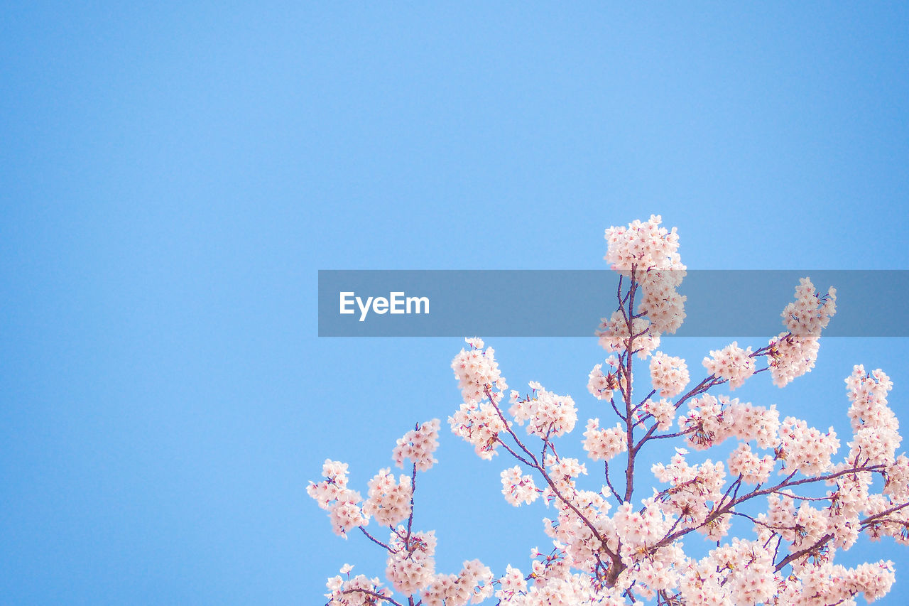 LOW ANGLE VIEW OF CHERRY TREE AGAINST BLUE SKY