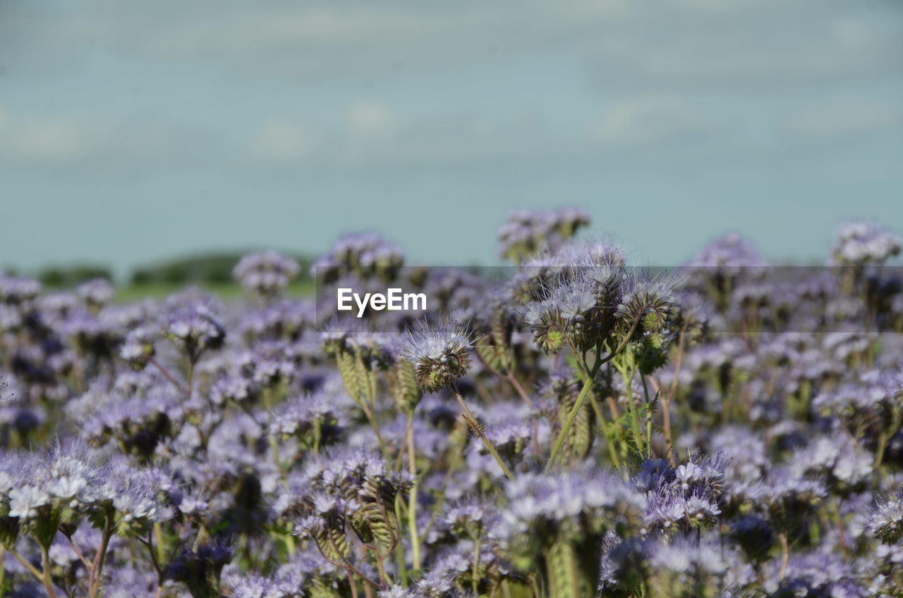 CLOSE-UP OF PURPLE FLOWERING PLANT ON LAND