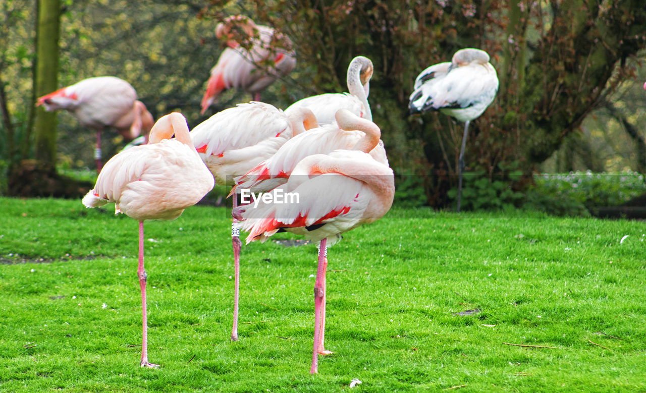 VIEW OF BIRDS ON GRASSLAND