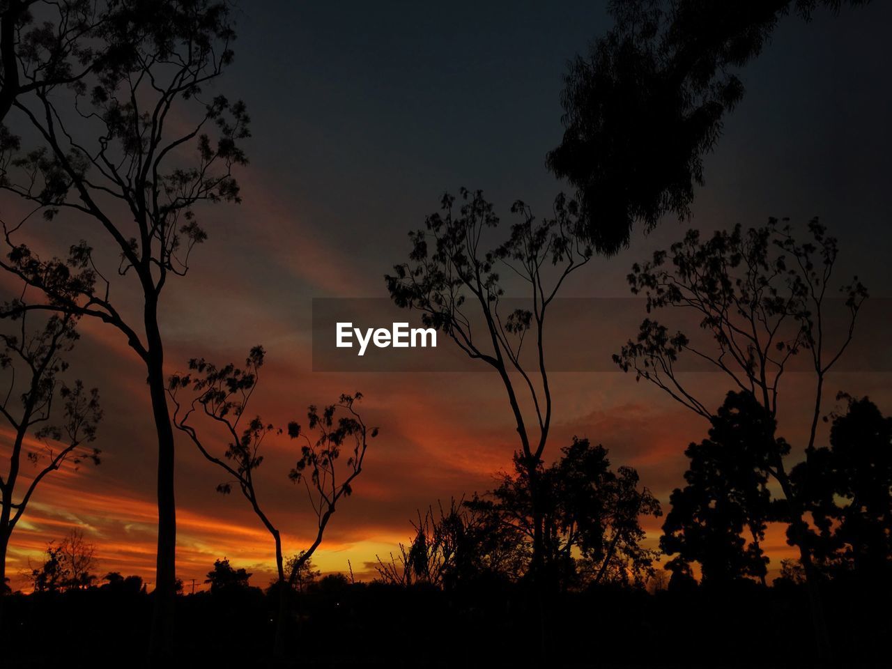 SCENIC VIEW OF SILHOUETTE TREES AGAINST SKY DURING SUNSET