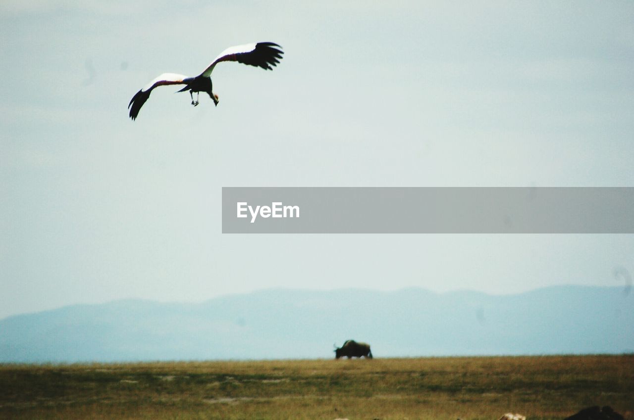 Birds flying over landscape against clear sky