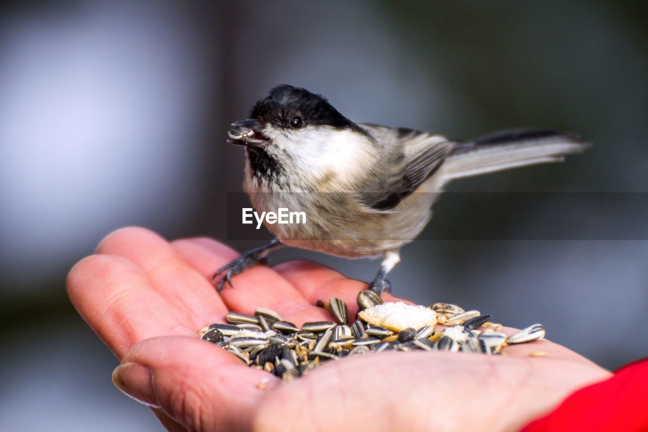 Cropped image of hand feeding marsh tit