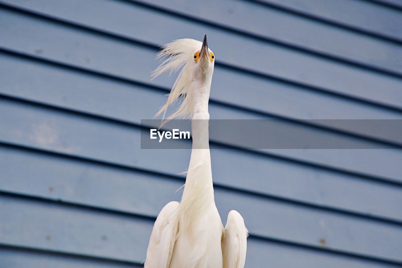 Close-up of white heron perching outdoors