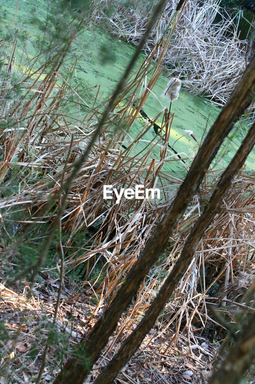 PLANTS IN WATER