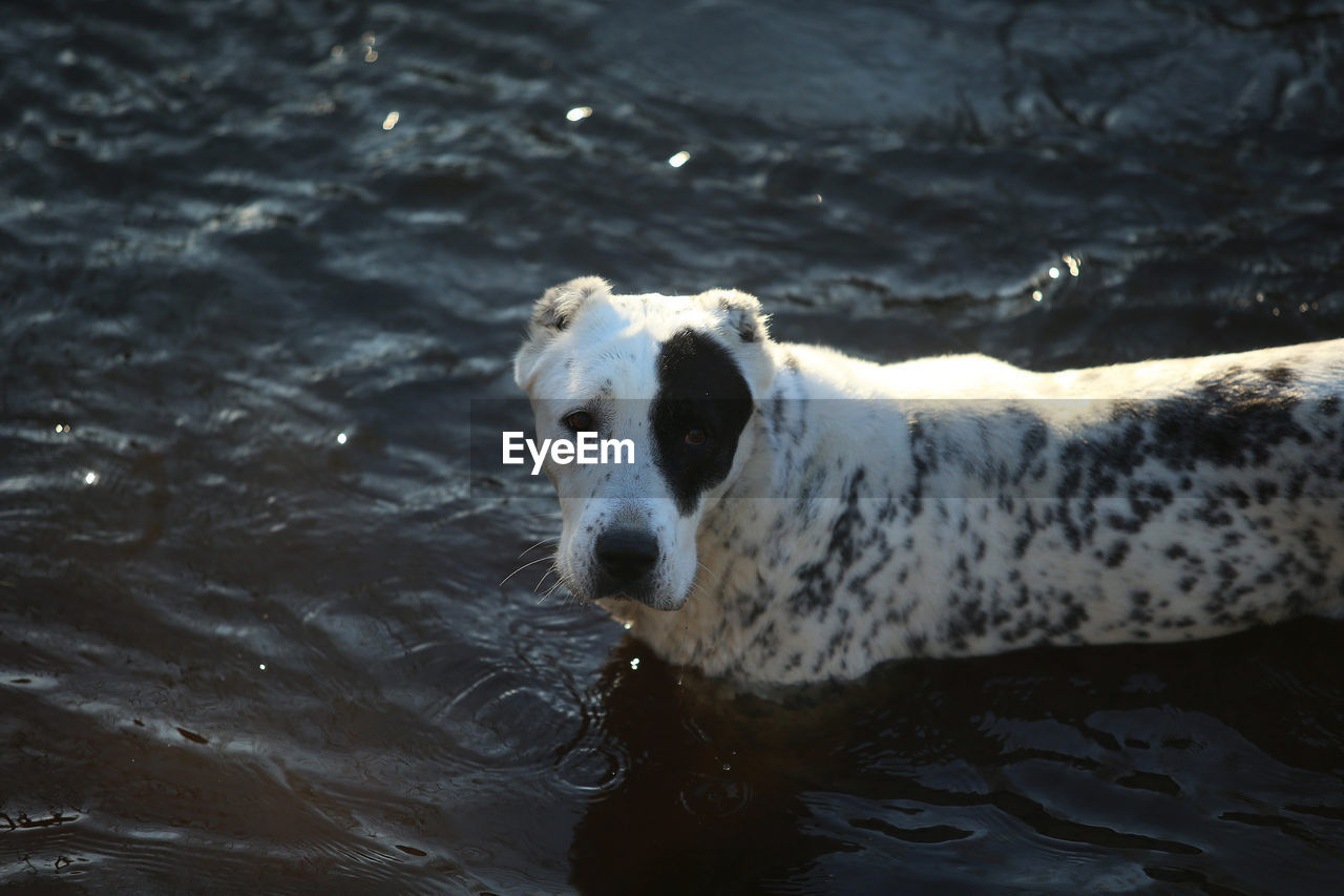 WHITE DOG IN WATER