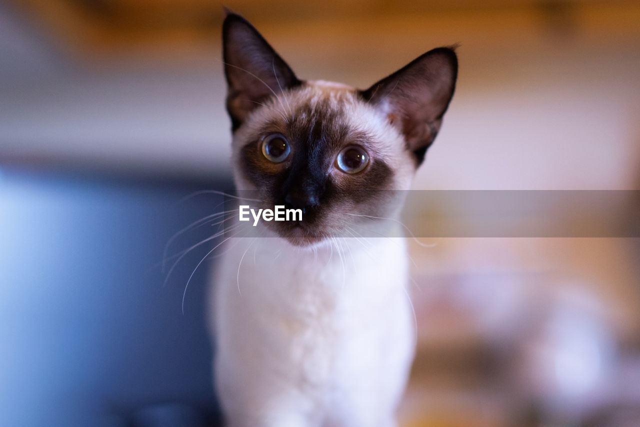 Beautiful siamese cat close-up portrait