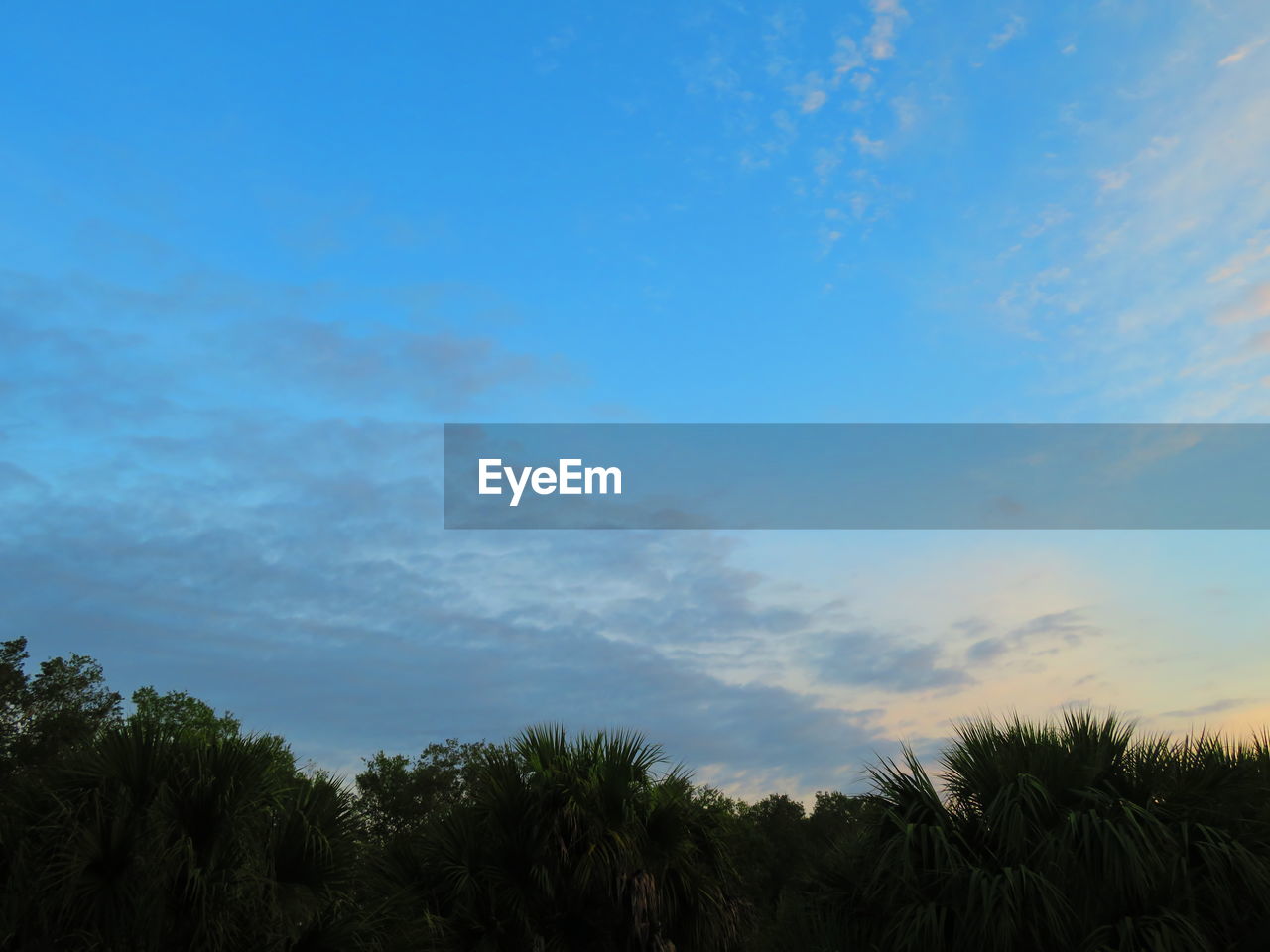 LOW ANGLE VIEW OF TREES AGAINST SKY DURING SUNSET