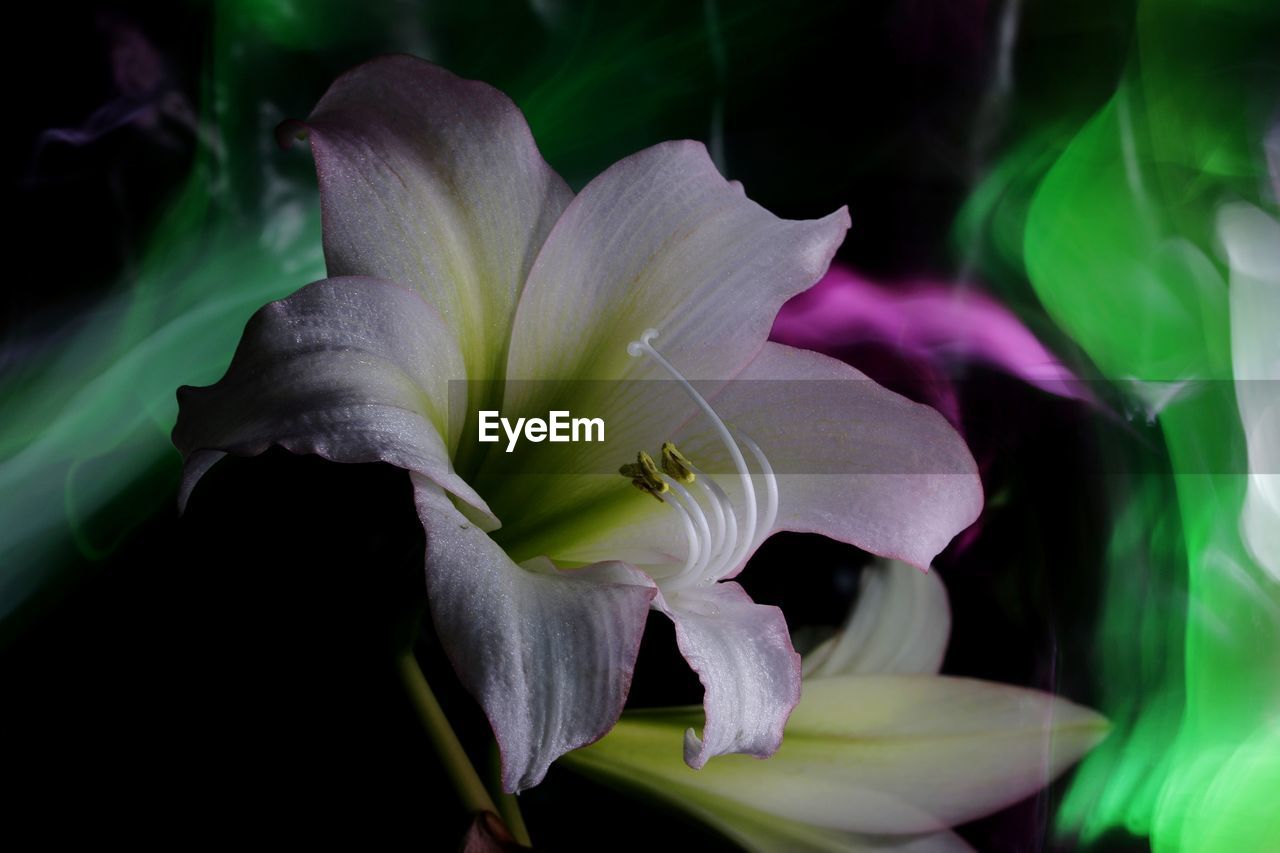 CLOSE-UP OF PURPLE FLOWERS