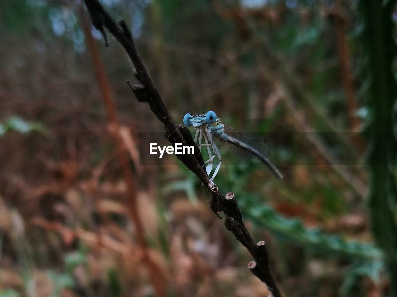 A close up of a damselfly resting on a twig