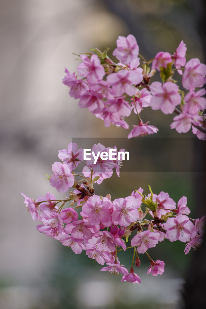 plant, flower, flowering plant, pink, freshness, beauty in nature, blossom, fragility, nature, springtime, tree, close-up, growth, macro photography, branch, no people, flower head, spring, inflorescence, petal, focus on foreground, outdoors, cherry blossom, botany, selective focus, day, food and drink, twig