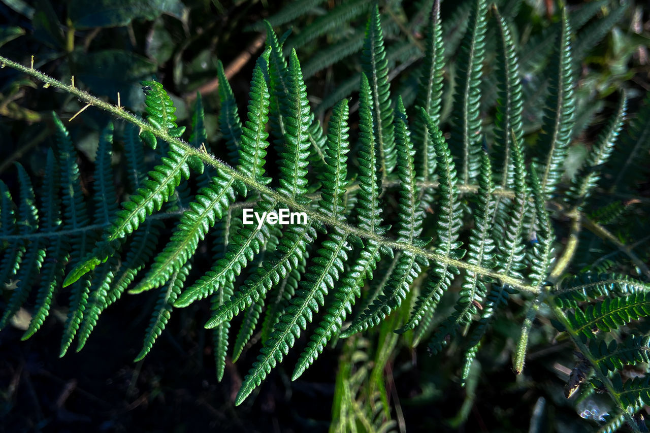 plant, green, growth, nature, leaf, tree, beauty in nature, plant part, ferns and horsetails, close-up, no people, fern, branch, pinaceae, coniferous tree, pine tree, focus on foreground, day, forest, flower, outdoors, plant stem, land, tranquility, macro photography, vegetation, spruce, rainforest, fir, botany