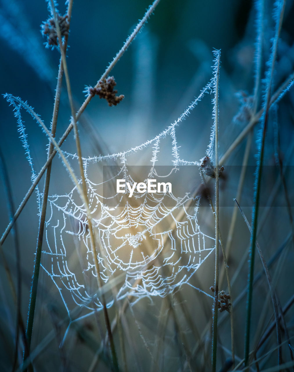 A beautiful frosted spider web in an early spring morning. cold morning scenery in a meadow. 