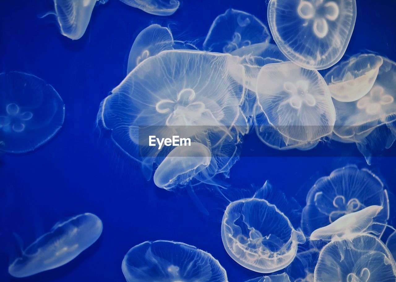 Moon jellyfish swimming in aquarium