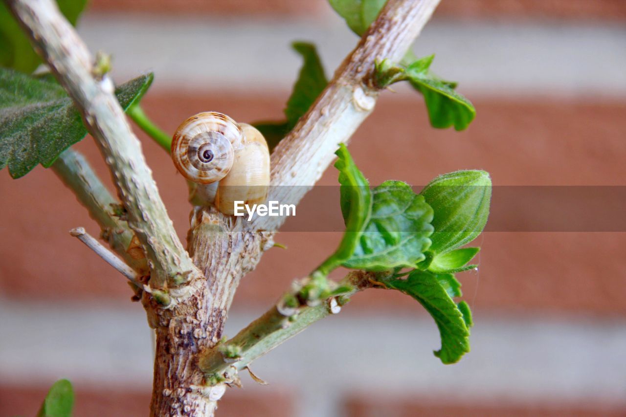 Snail on plant