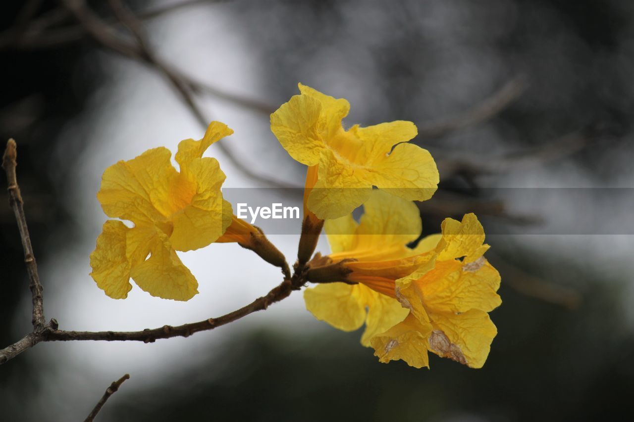 Close-up of yellow flowering plant