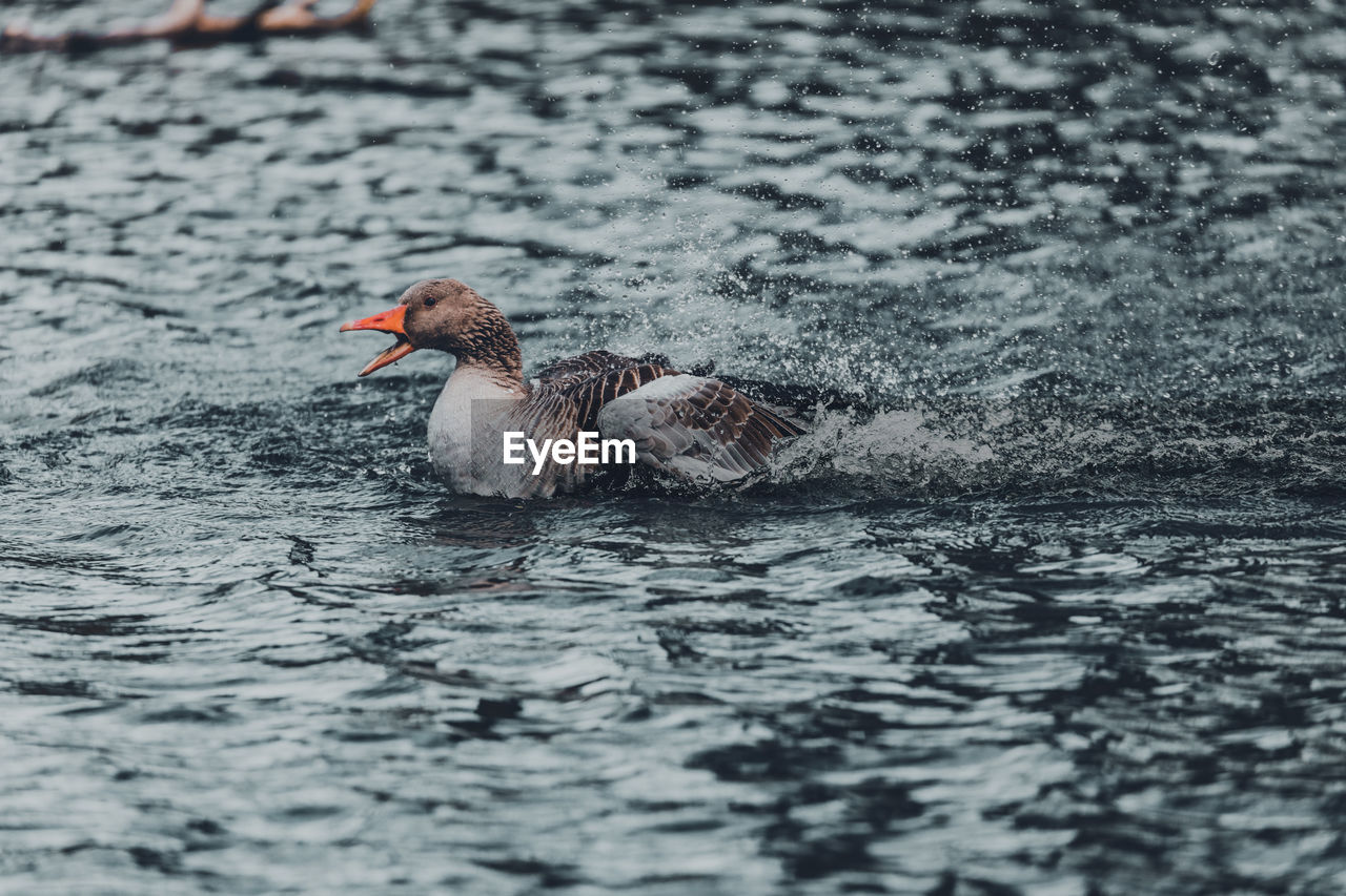 BIRD SWIMMING IN LAKE