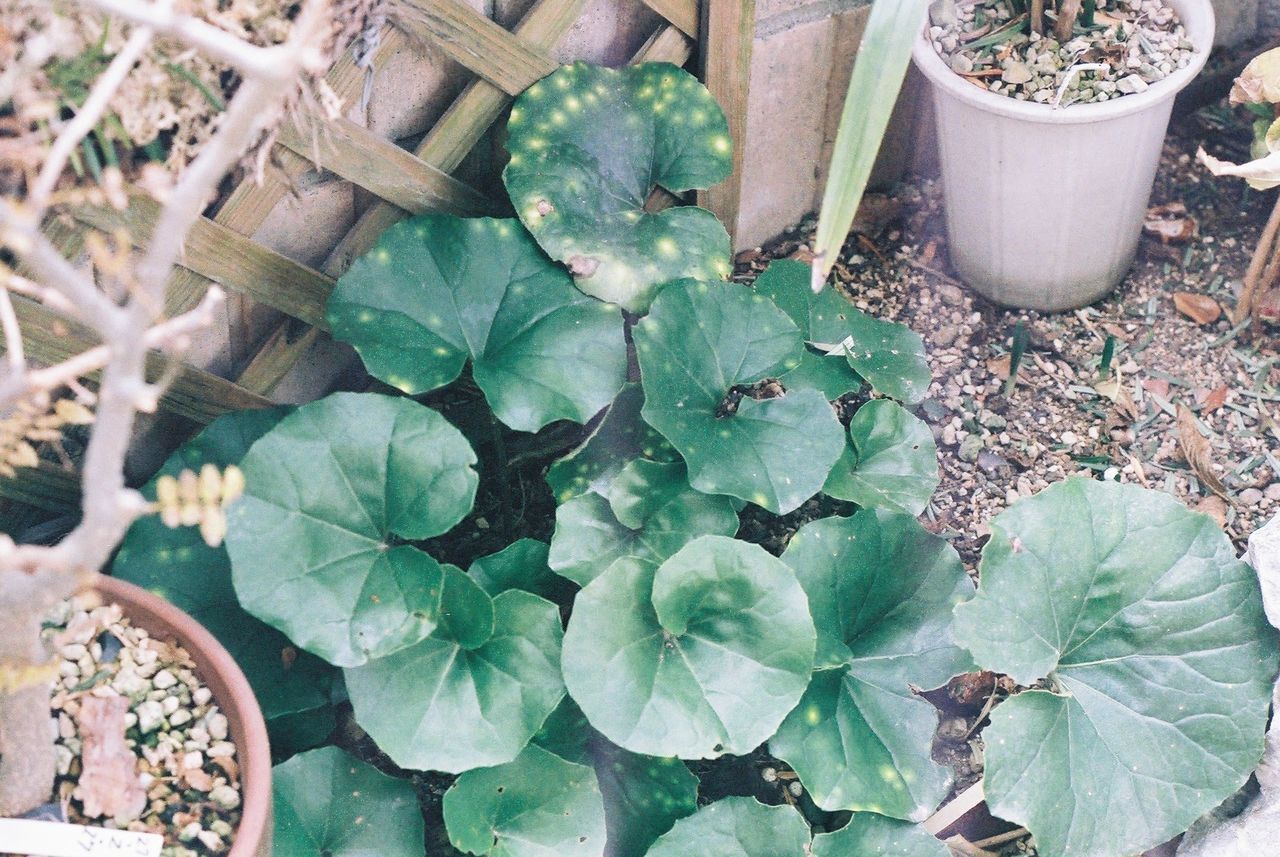 CLOSE-UP OF POTTED PLANTS