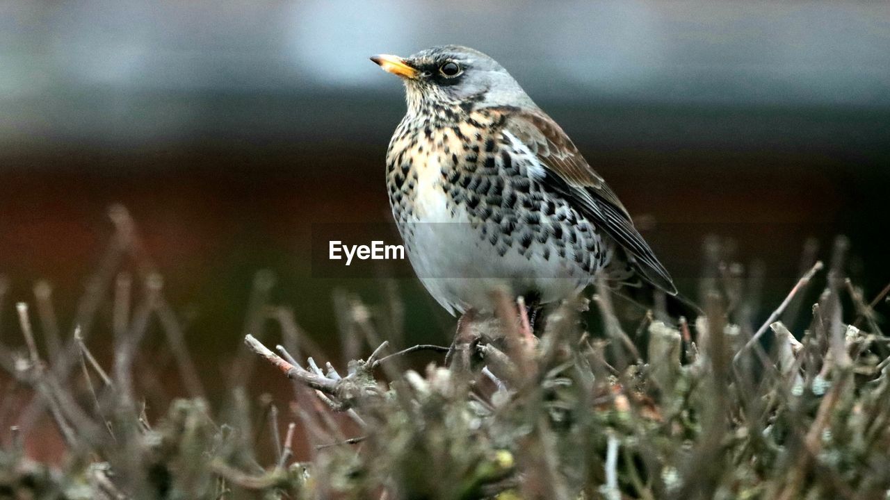 CLOSE-UP OF BIRD PERCHING ON A LAND