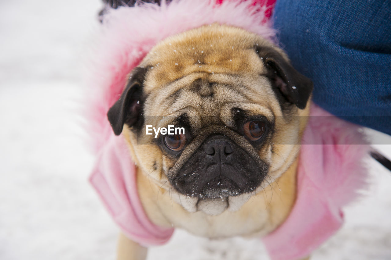 Pug in a pink and red coat.