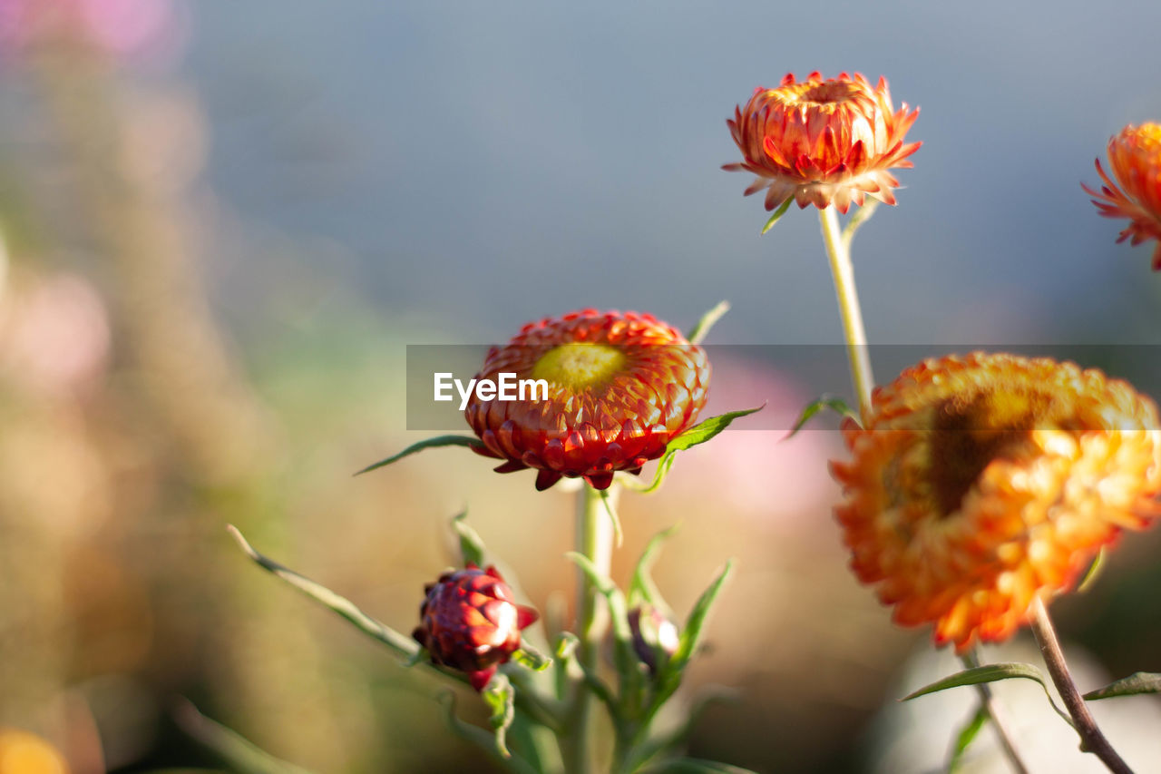 Close-up of red flowering plant