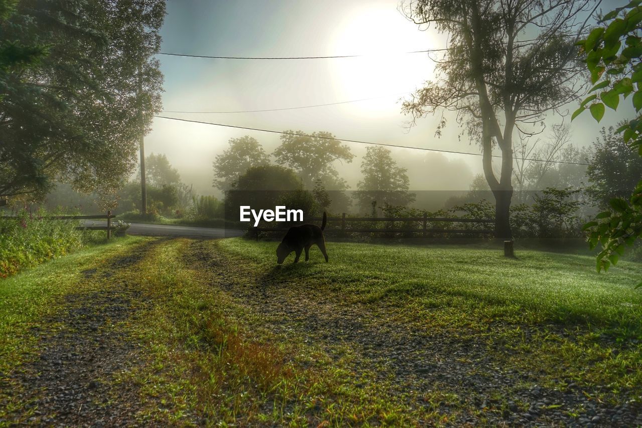 Dog looking at grass