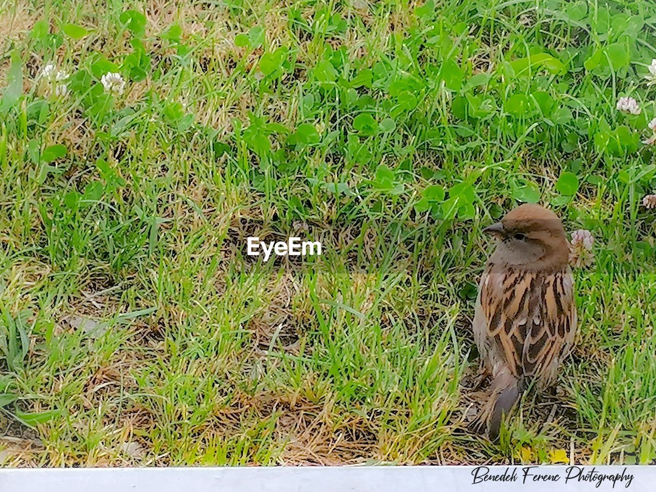 HIGH ANGLE VIEW OF BIRD IN FIELD