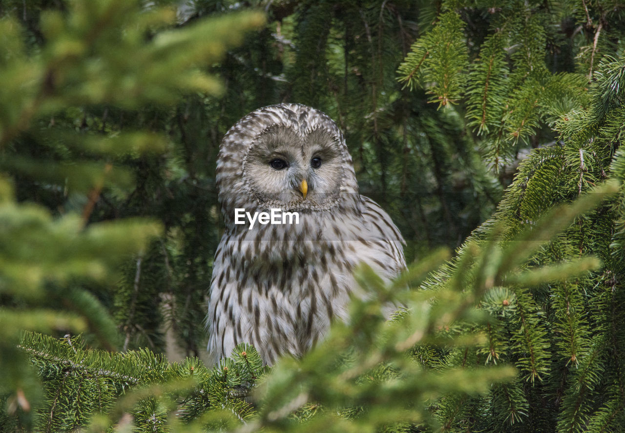 PORTRAIT OF OWL PERCHING ON BRANCH