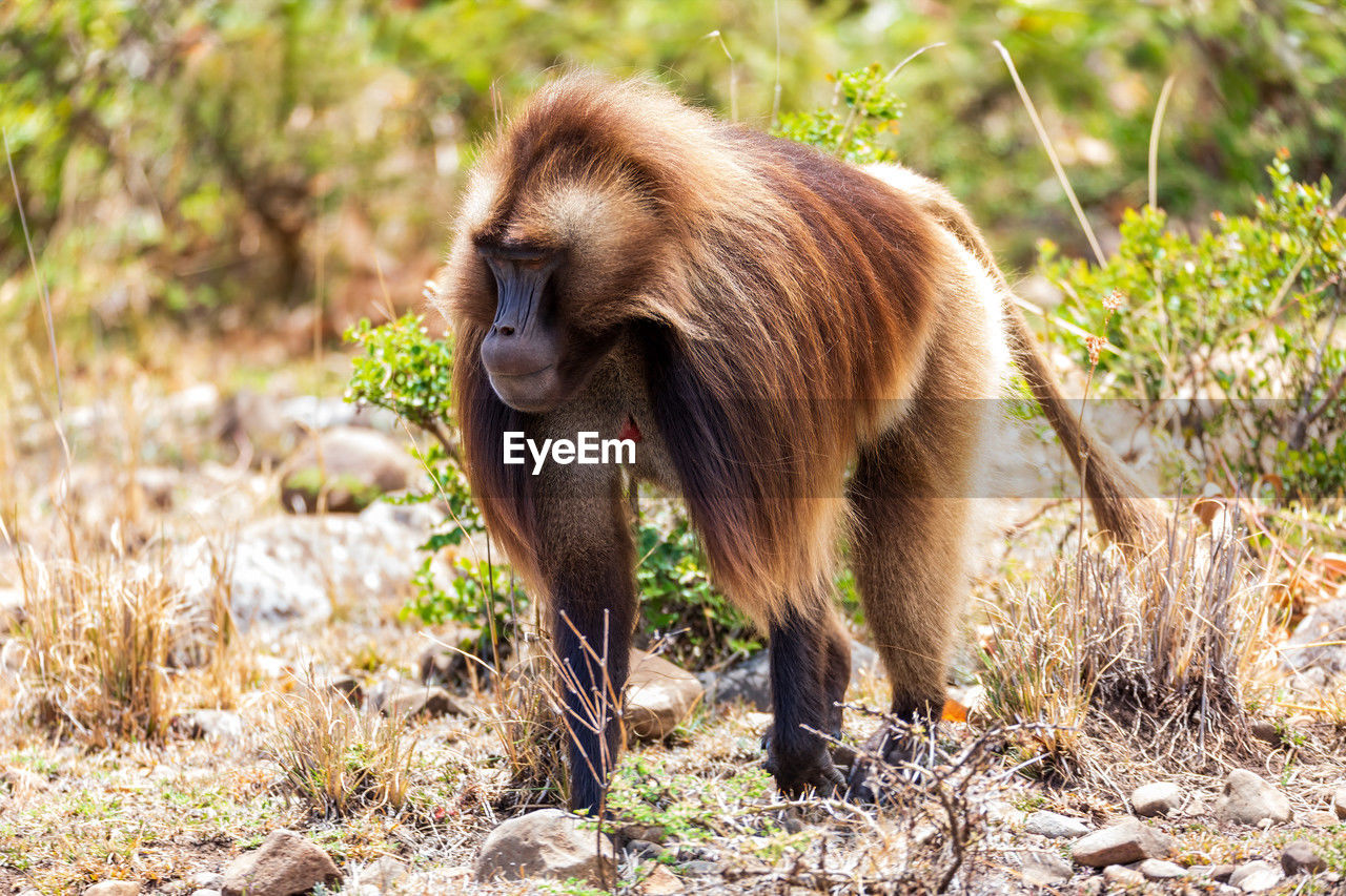 animal, animal themes, animal wildlife, mammal, wildlife, one animal, old world monkey, monkey, safari, nature, no people, plant, primate, baboon, walking, outdoors, macaque, day, travel destinations, zoo, tourism, land, grass, full length, environment