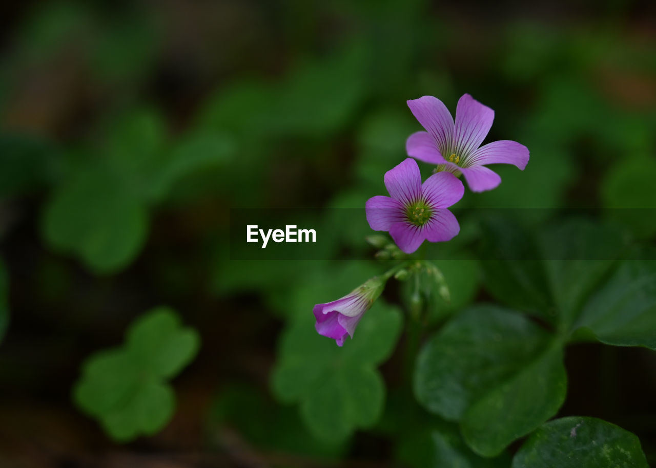 Close-up of pink flowering plant