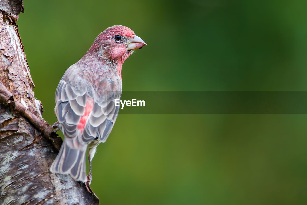 A house finch perched on a log
